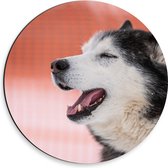 Dibond Muurcirkel - Kop van Genietende Husky Hond - 30x30 cm Foto op Aluminium Muurcirkel (met ophangsysteem)