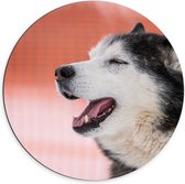 Dibond Muurcirkel - Kop van Genietende Husky Hond - 70x70 cm Foto op Aluminium Muurcirkel (met ophangsysteem)