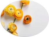 PVC Schuimplaat Ovaal - Gele Bloemen op Witte Achtergrond - 108x81 cm Foto op Ovaal (Met Ophangsysteem)
