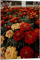 Tuinposter – Kleuren - Bloemen - Natuur - 70x105 cm Foto op Tuinposter (wanddecoratie voor buiten en binnen)