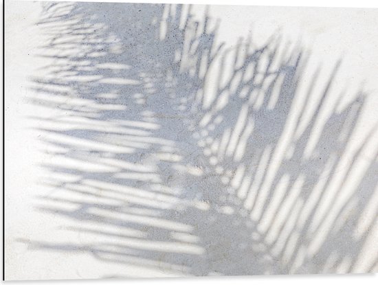 Dibond - Schaduw van Varen Plant op Wit Oppervlak - 80x60 cm Foto op Aluminium (Met Ophangsysteem)