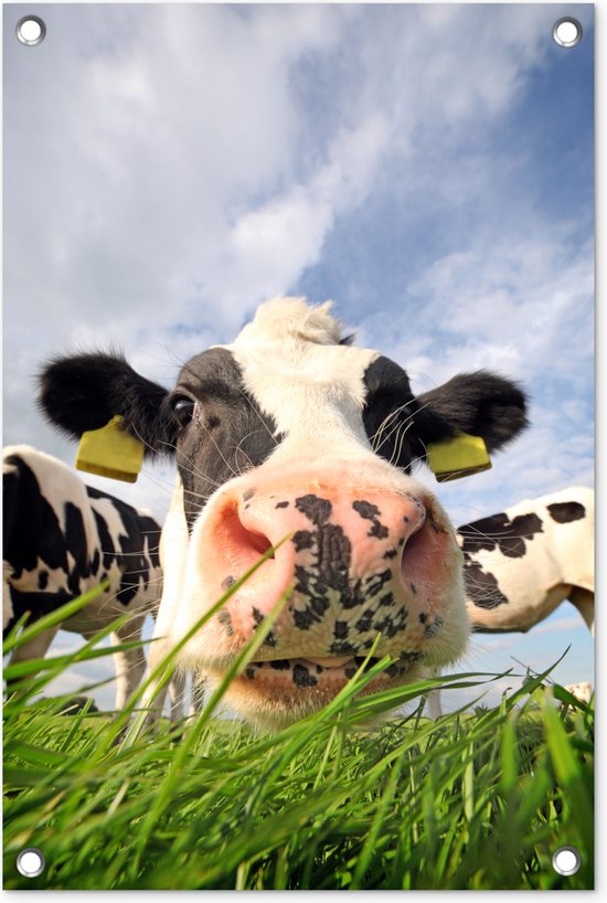 Nieuwsgierige koe tuinposter