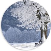 PVC Schuimplaat Muurcirkel - Winter - Bomen - Bossen - Sneeuw - Bankje - 60x60 cm Foto op Muurcirkel (met ophangsysteem)