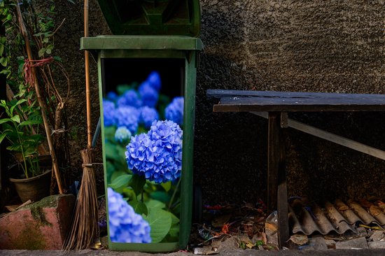 Autocollant pour contenant Gros plan sur des fleurs d'hortensia bleues - 38 x 80 cm - Autocollant Kliko