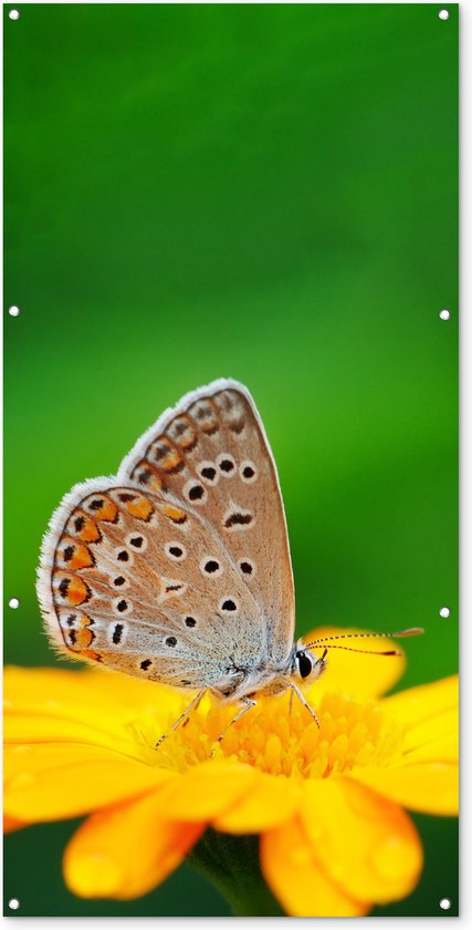 Tuinposter - Vlinders - Insecten - Bloem - Geel - Tuindoeken voor buiten - 80x160 cm - Tuin