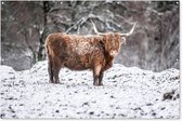 Muurdecoratie Schotse Hooglander - Boom - Sneeuw - 180x120 cm - Tuinposter - Tuindoek - Buitenposter