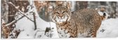 Dibond - Rode lynx staat in een bos in de sneeuw - 120x40 cm Foto op Aluminium (Met Ophangsysteem)