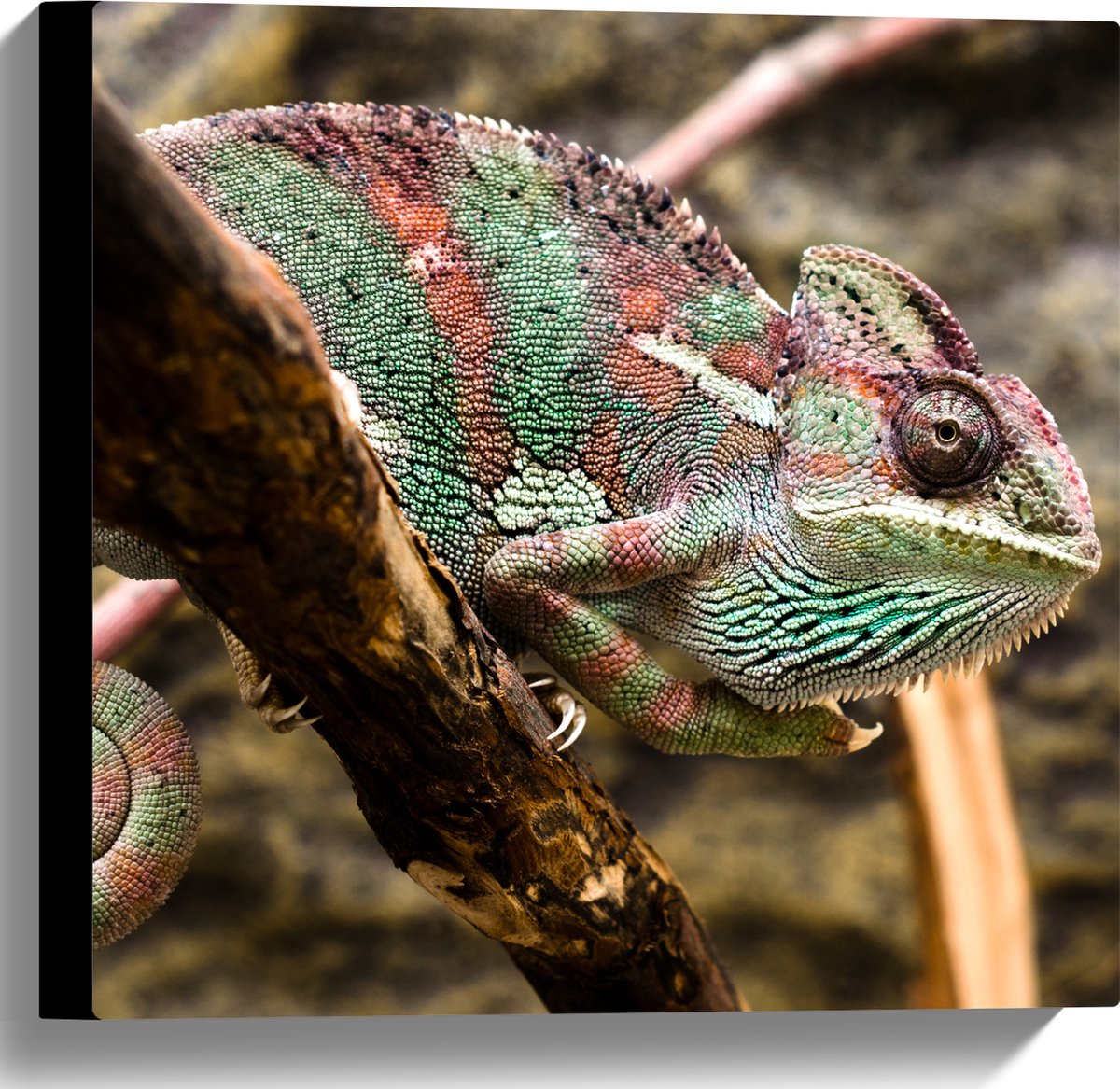 Canvas - Gesluierde kameleon zit op boomtak - 40x40 cm Foto op Canvas Schilderij (Wanddecoratie op Canvas)