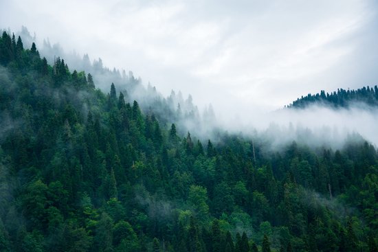 Papier peint photo Forêt dans la brume - Papier peint non tissé - 405 x 270 cm