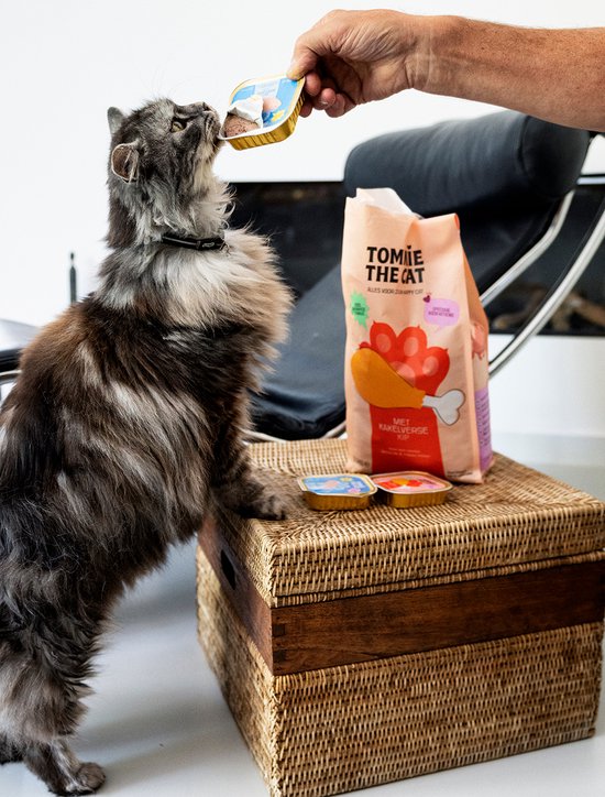 Een grijze Maine Coon eet uit een blikje Tommie the Cat dat door een hand wordt aangeboden. Een zak staat op een mand.