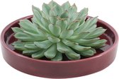 Echte Succulent groen in rode keramiek schaal - Ø12-14 cm - 5 cm - 1x Echeveria Pulidonis - kamerplant - vetplant