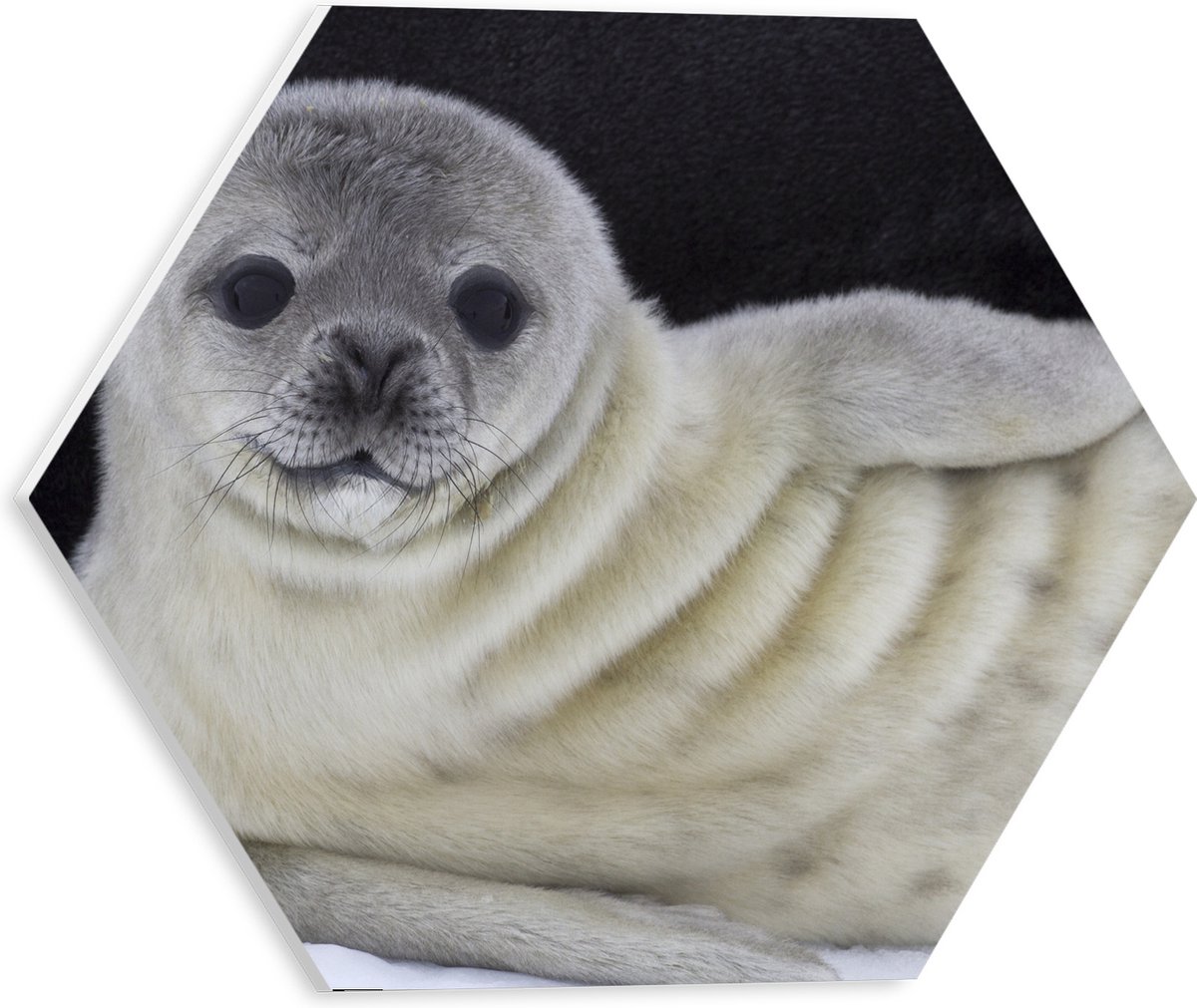 PVC Schuimplaat Hexagon - Liggende Poserende Baby Zeehond - 30x26.1 cm Foto op Hexagon (Met Ophangsysteem)