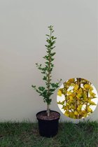 Jonge Kleinbladige Zuilvormige Japanse Notenboom | Ginkgo biloba 'Menhir | 80-100cm hoogte