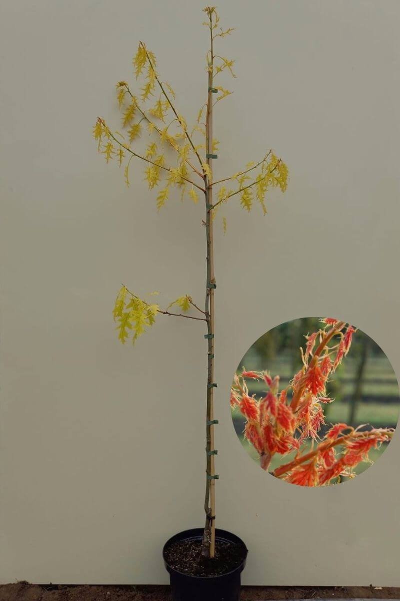 Jonge Gele Amerikaanse Eikenboom | Quercus rubra 'Magic Fire' | 100-150cm hoogte