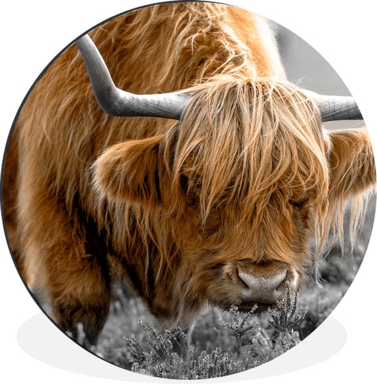 WallCircle - Cercle mural - Cercle mural - Highlander écossais - Animaux - Marron - Vache - Zwart - Wit - Nature - Aluminium - Dibond - 90x90 cm - Intérieur et extérieur