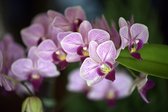 Fotobehang Prachtige Orchideeën - Vliesbehang - 460 x 300 cm