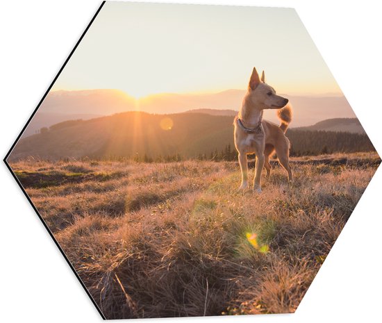 Dibond Hexagon - Bruine Hond op de Top van de Berg bij Zonsondergang - 50x43.5 cm Foto op Hexagon (Met Ophangsysteem)