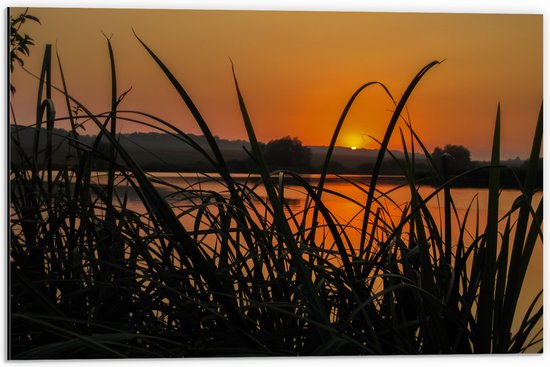 Dibond - Hoge Grassen aan de Rand van het Water tijdens Zonsondergang - 60x40 cm Foto op Aluminium (Wanddecoratie van metaal)