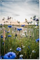 Tuinposter - Tuindoek - Tuinposters buiten - Bloemen - Zomer - Korenbloem - Blauw - Zon - Wolken - 80x120 cm - Tuin