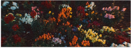 Poster Glanzend – Bloemen - Wazig - Natuur - Bossen - Kleuren - Bladeren - 60x20 cm Foto op Posterpapier met Glanzende Afwerking