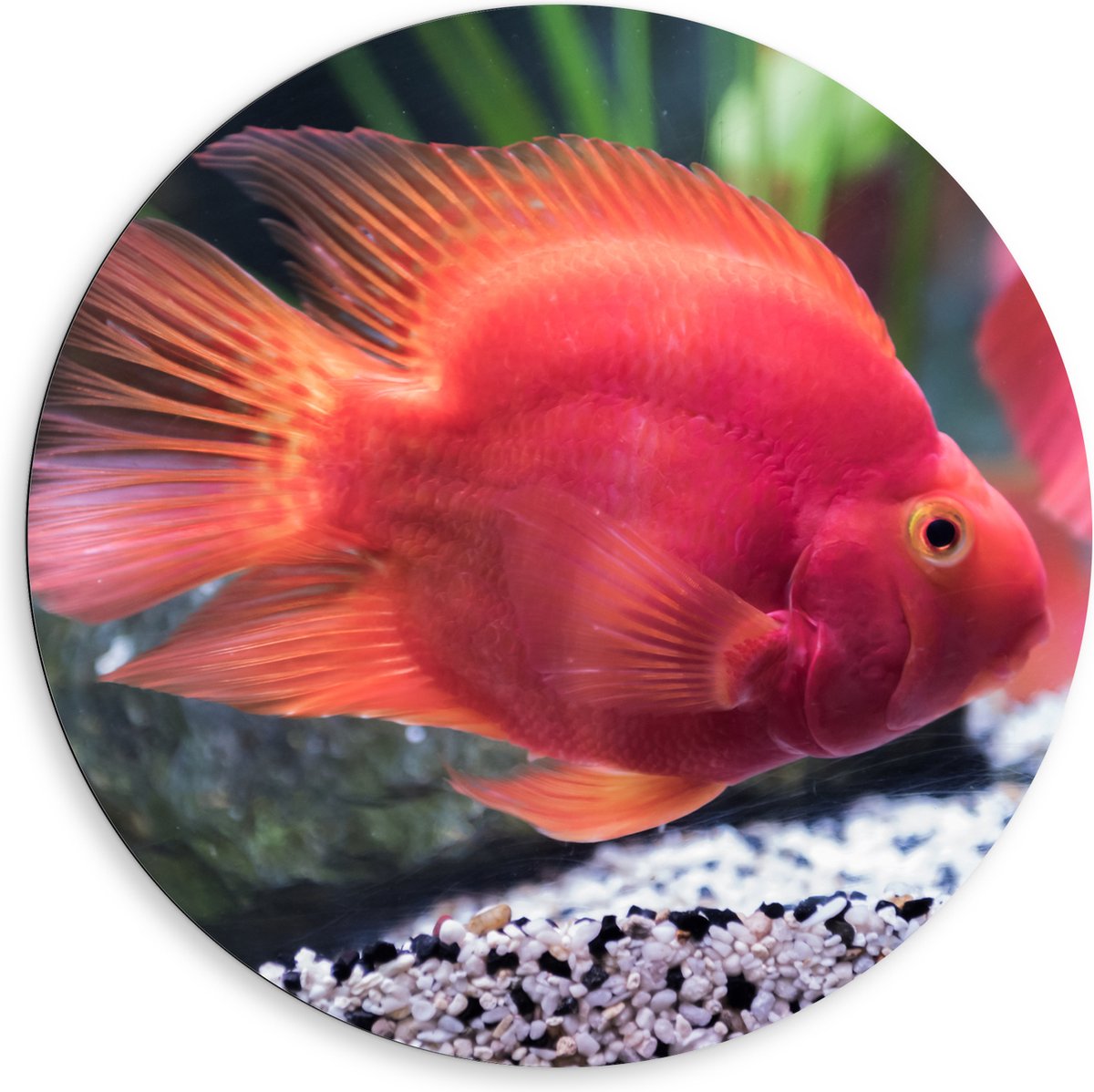 Dibond Muurcirkel - Rode Papegaai Cichlide Vis Zwemmend in Aquarium - 80x80 cm Foto op Aluminium Muurcirkel (met ophangsysteem)