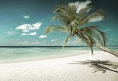 Fotobehang - Vlies Behang - Palmboom op het Strand aan Zee - Tropsich - 254 x 184 cm