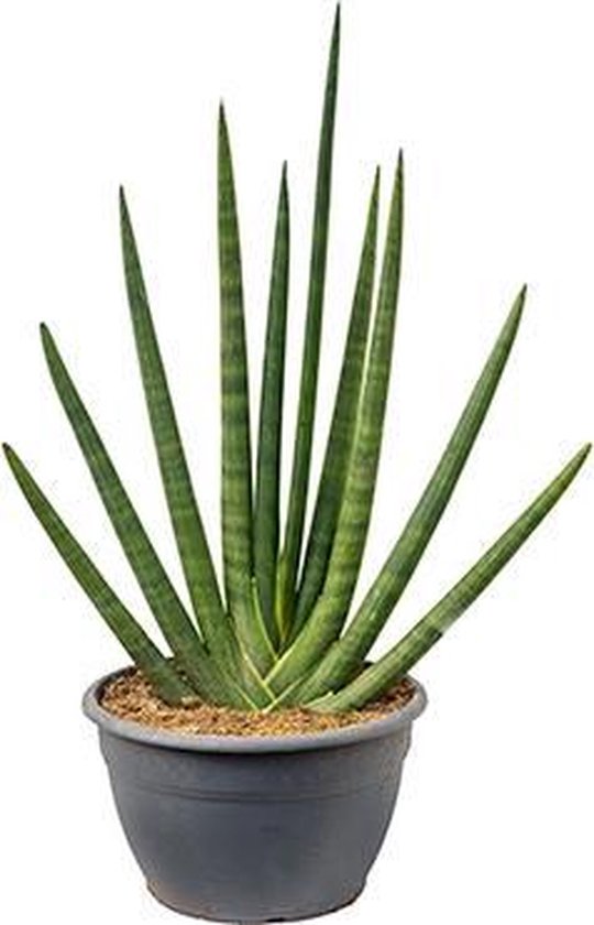 Sansevieria Cylindrica Handshake - Sunshine, 80 CM hoog, 30 CM potdiameter  | bol