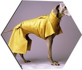 Dibond Hexagon - Zijaanzicht van Duitse Dog Hond in Gele Regenjas - 40x34.8 cm Foto op Hexagon (Met Ophangsysteem)