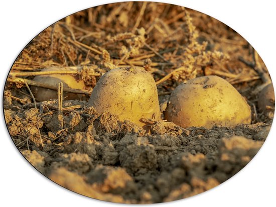 Dibond Ovaal - Aardappels - Zand - Stro - Eten - 80x60 cm Foto op Ovaal (Met Ophangsysteem)