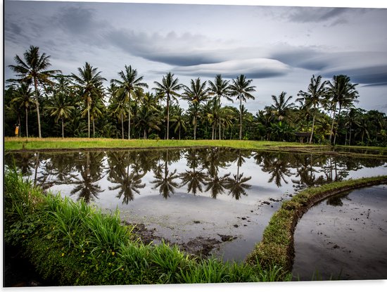 Dibond - Palmbomen langs Hoogstaand Water op Rijstvelden - 80x60 cm Foto op Aluminium (Met Ophangsysteem)