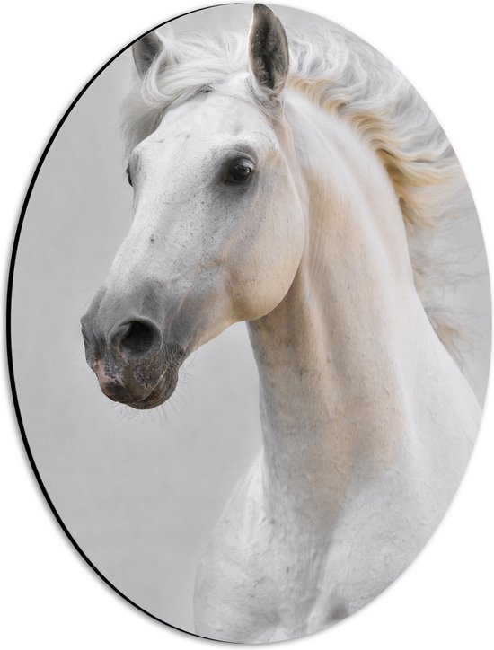 Dibond Ovaal - Gespierd Wit Paard met Wapperende Manen - 30x40 cm Foto op Ovaal (Met Ophangsysteem)