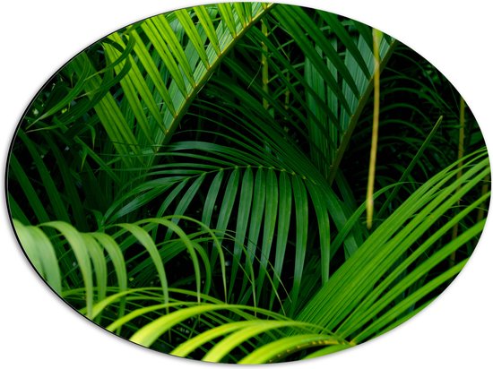 Dibond Ovaal - Dichtbegroeide Smalle Groene Palmbladeren - 56x42 cm Foto op Ovaal (Met Ophangsysteem)