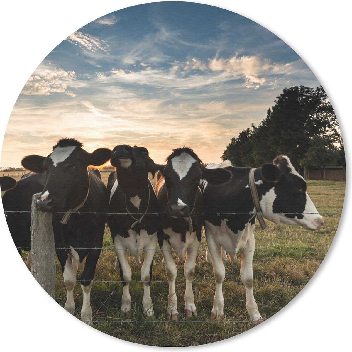 Muismat rond 20x20 cm - Mousepad Dieren - Koe - Koeien - Ronde muismatten