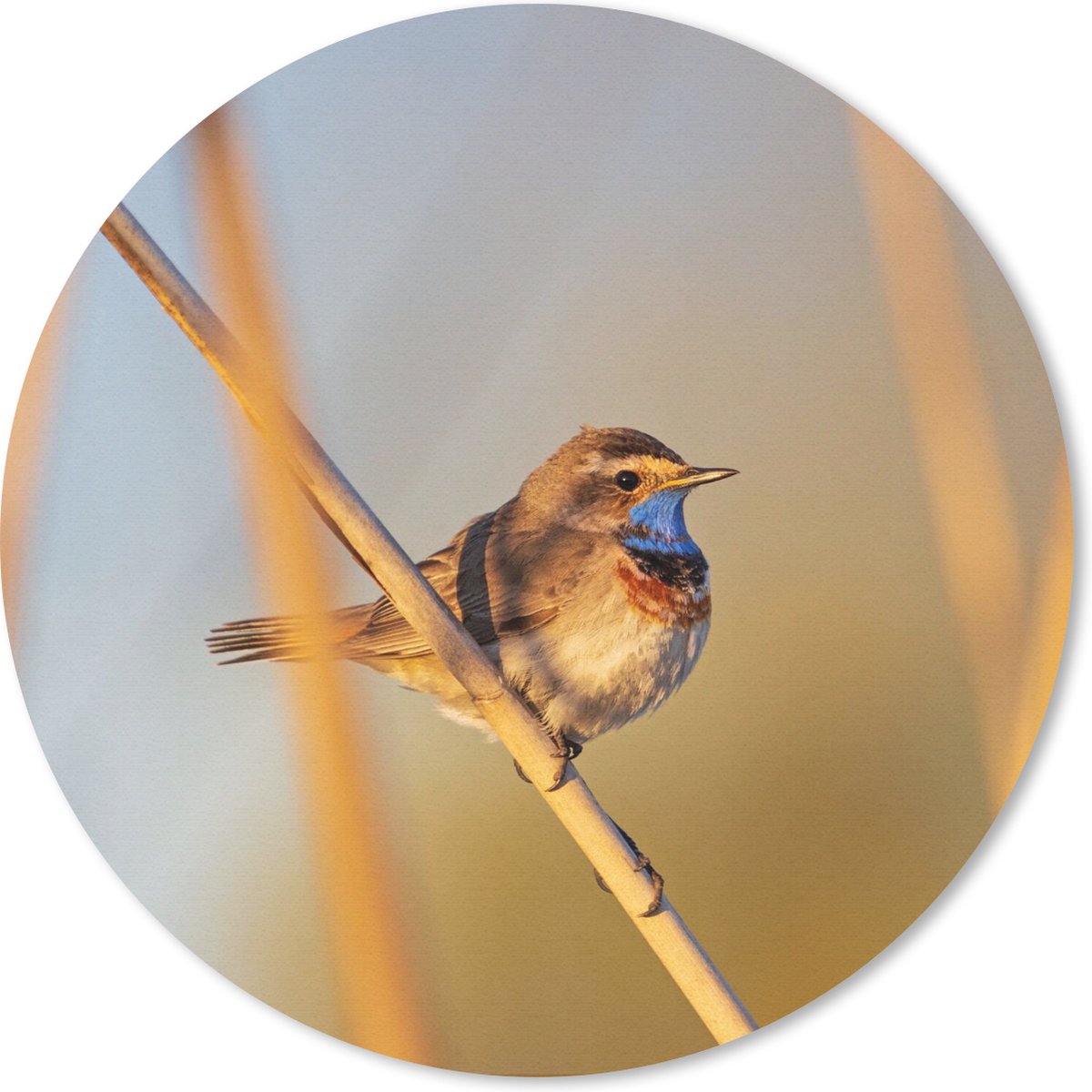 Muismat rond 50x50 cm - Mousepad Vogels - Blauwborst - Riet - Ronde muismatten