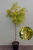 Jonge Gele Acacia boom | Robinia pseudoacacia 'Frisia' | 150-200cm hoogte