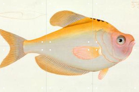 IXXI Yellow Fish - Wanddecoratie - Dieren en insecten - 60 x 40 cm