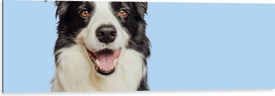 Dibond - Zwart met Witte Bordercollie Hond tegen Lichtblauwe Achtergrond - 120x40 cm Foto op Aluminium (Met Ophangsysteem)