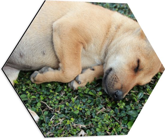 Dibond Hexagon - Slapende Bruine Puppy op Groene Kleine Planten - 50x43.5 cm Foto op Hexagon (Met Ophangsysteem)