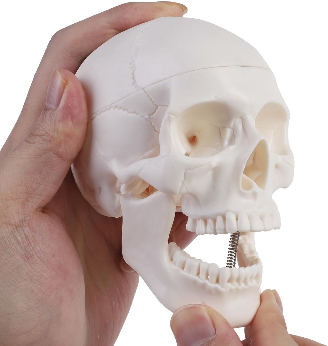ERWEY Mini Skull Model Skeleton Model for Anatomy Education, Skeleton Model of a Human Skull with Bite Jaw, White - ShopVlot
