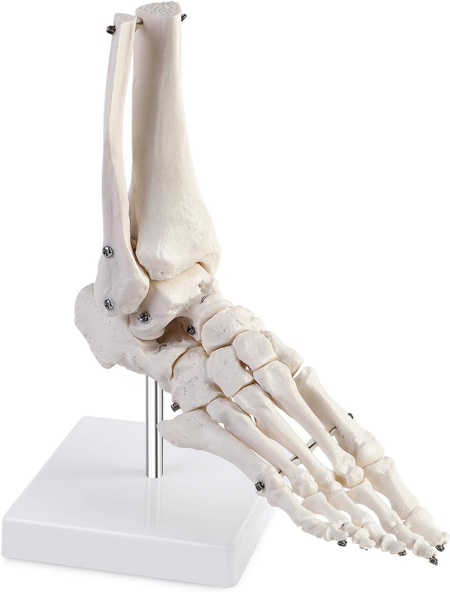 ERWEY Life size human ankle model with tripod, skeleton model for right foot, medical anatomical model - ShopVlot