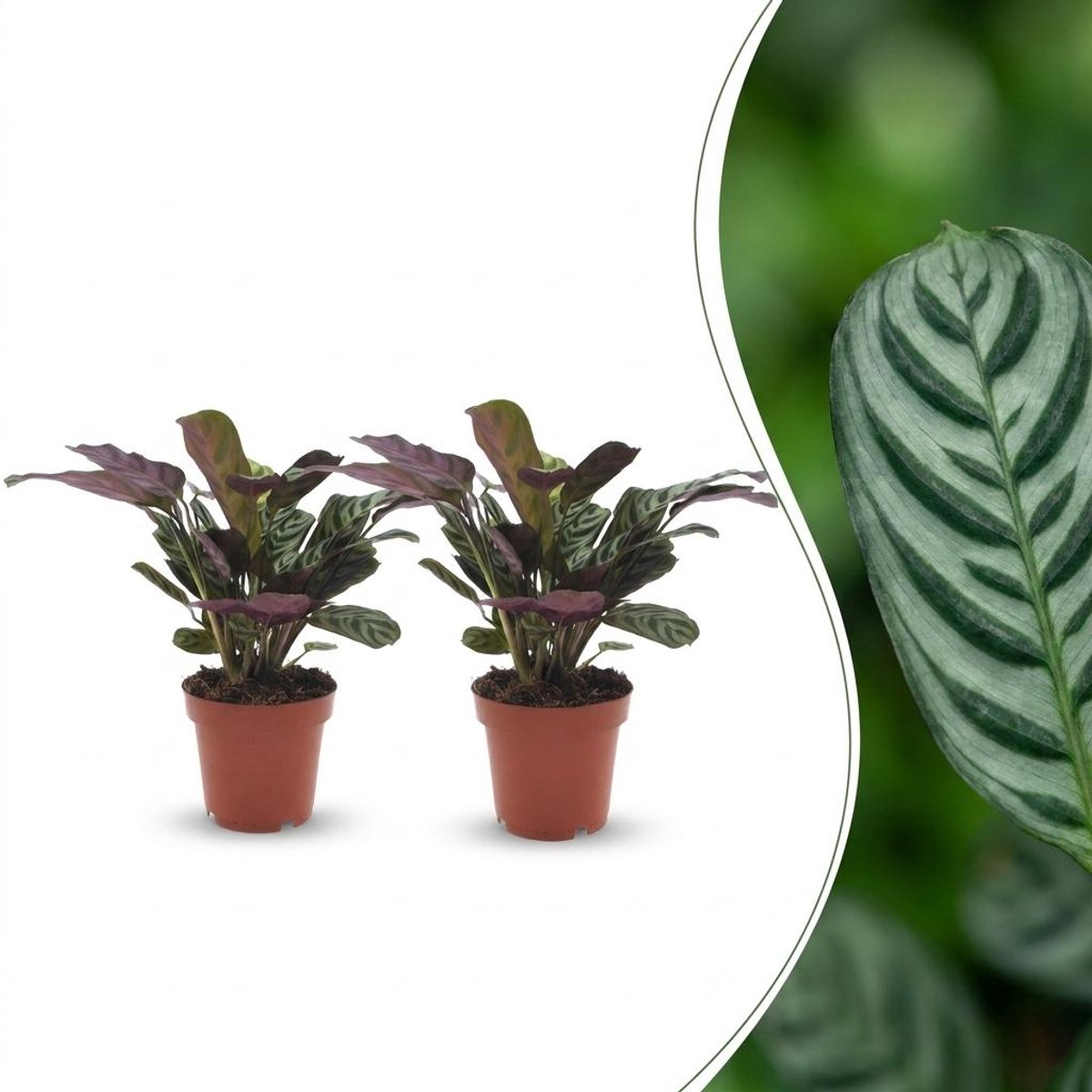 Green boutiQ - Ctenanthe Burle Marxii - Visgraatplant - 2 Planten - Pot 12cm - Hoogte - 30cm