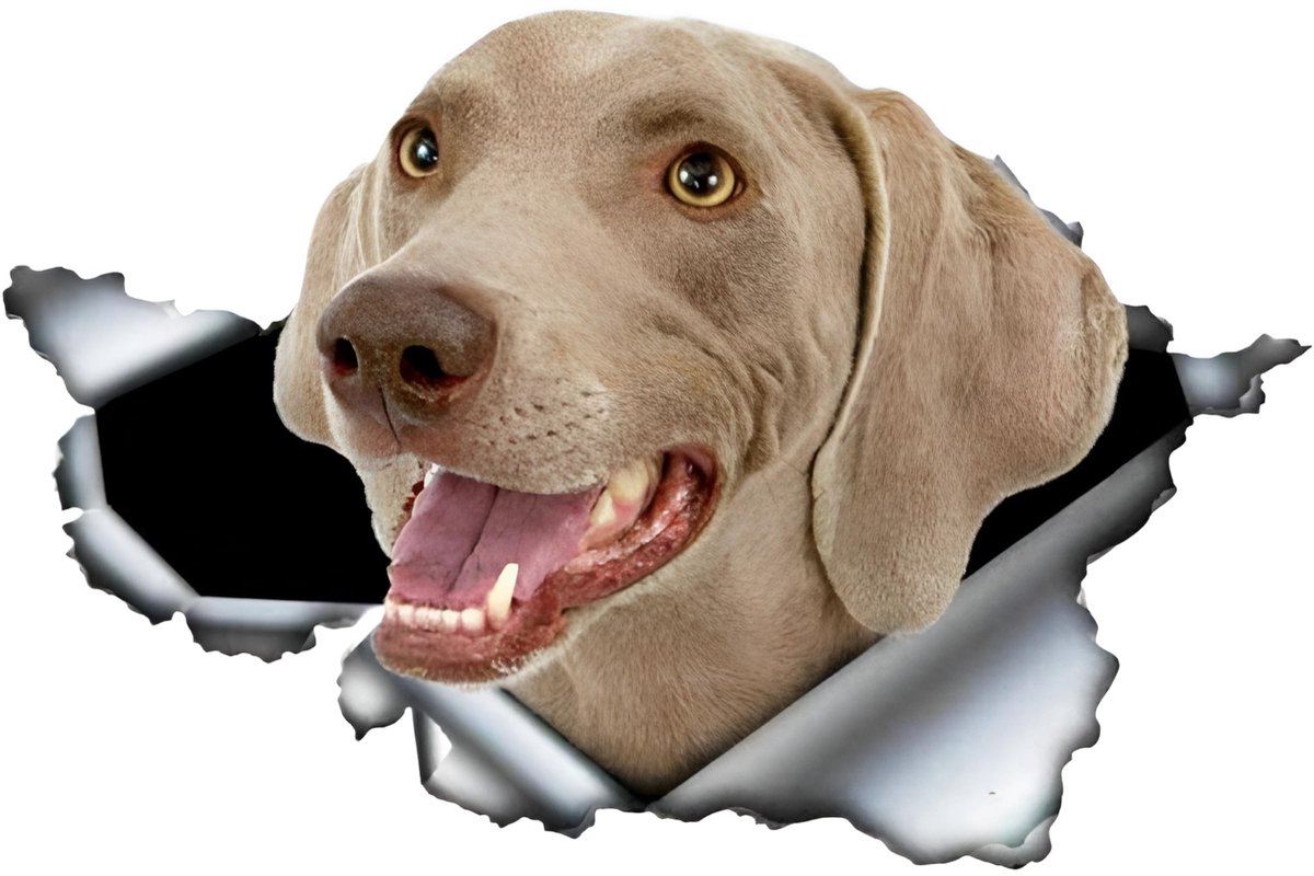 Solidchoice - Grappige Weimaraner Autosticker 3D Scheurdesign
