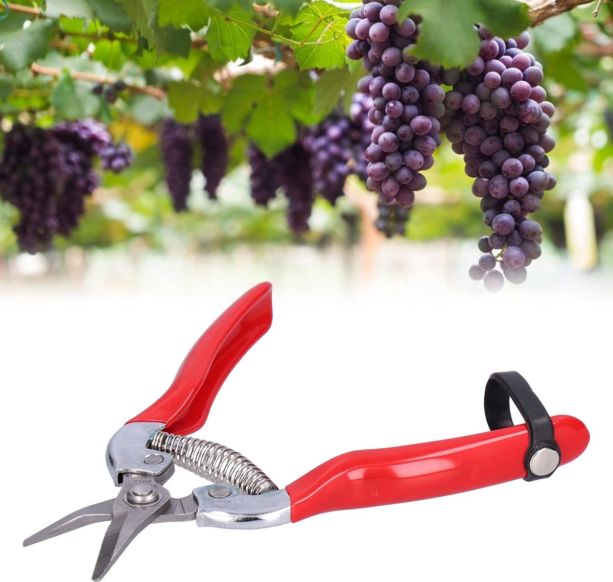 Dailygoods- Fruitplukschaar Antisliphandvat - Snoeischaar - Tuinsnoeischaar - Bloemenplukschaar - Scherp Mes - Roestvrij Staal