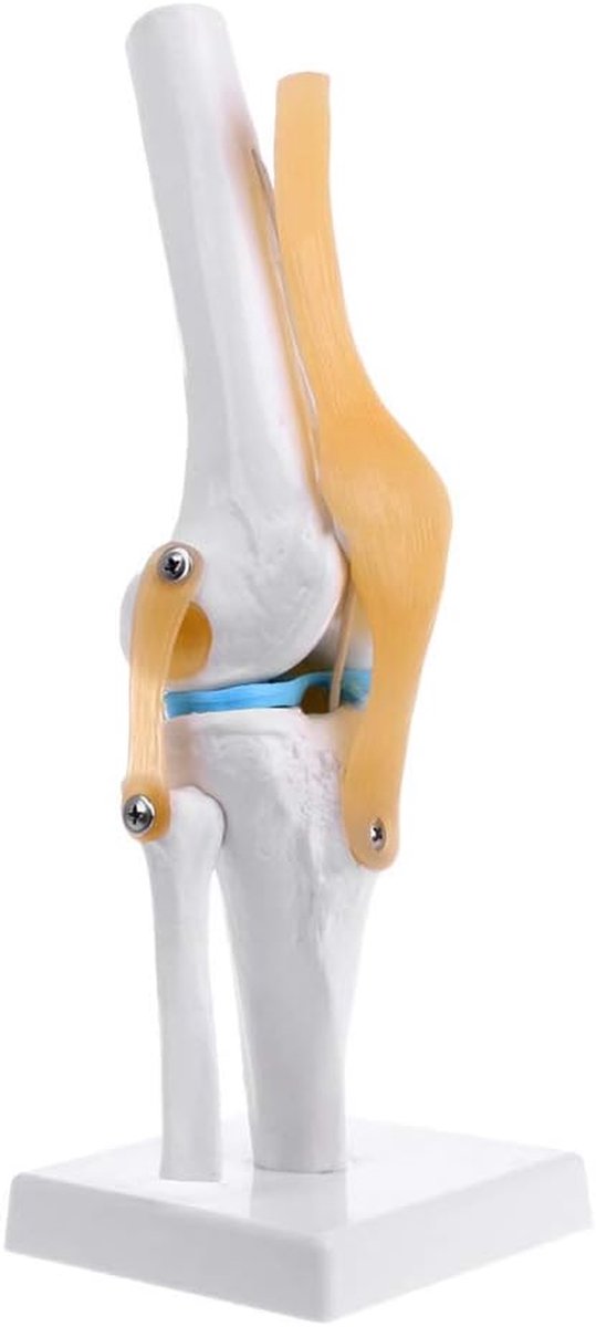 Knie Anatomie Model - Flexibel Gewricht - Medisch Onderwijs - Flexibele Banden - 29.5 cm Hoog - Gekleurd