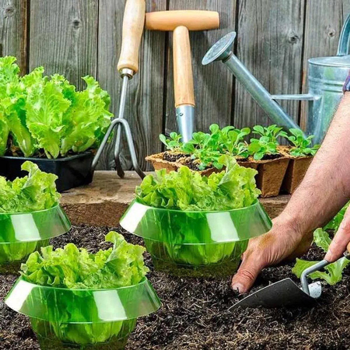 LISM-Een set van 10 slakbestendige ringen, plantenbescherming met slakbescherming.
