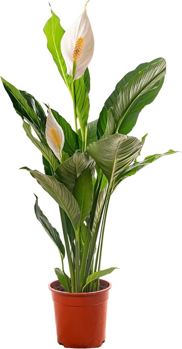 Grote kamerplant, zuivert de lucht in je huis.