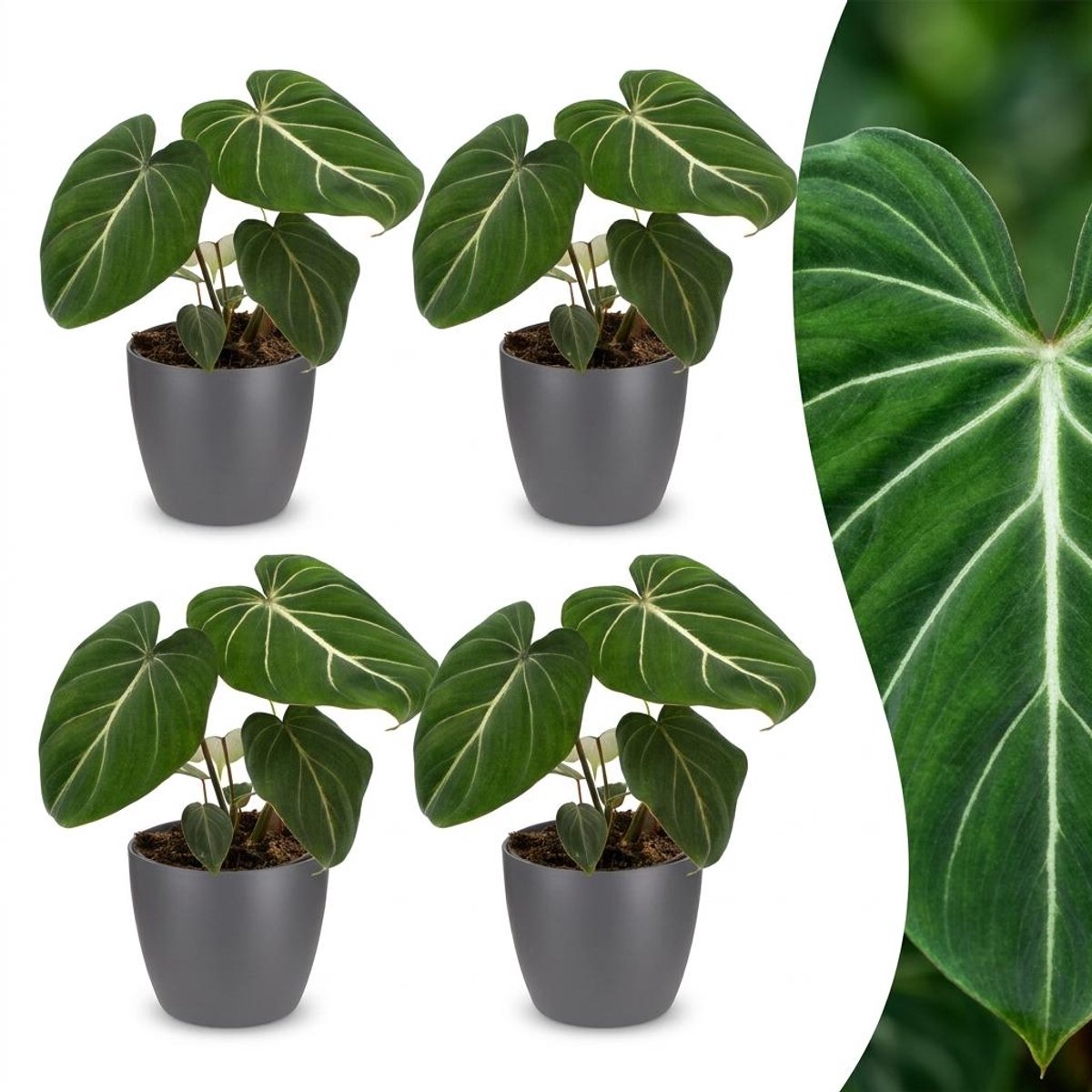 Plantenboetiek.nl | Philodendron Gloriosum - Glorie Philodendron - 4 Planten - met Potter Grijs - Ø12cm - 25cm hoog