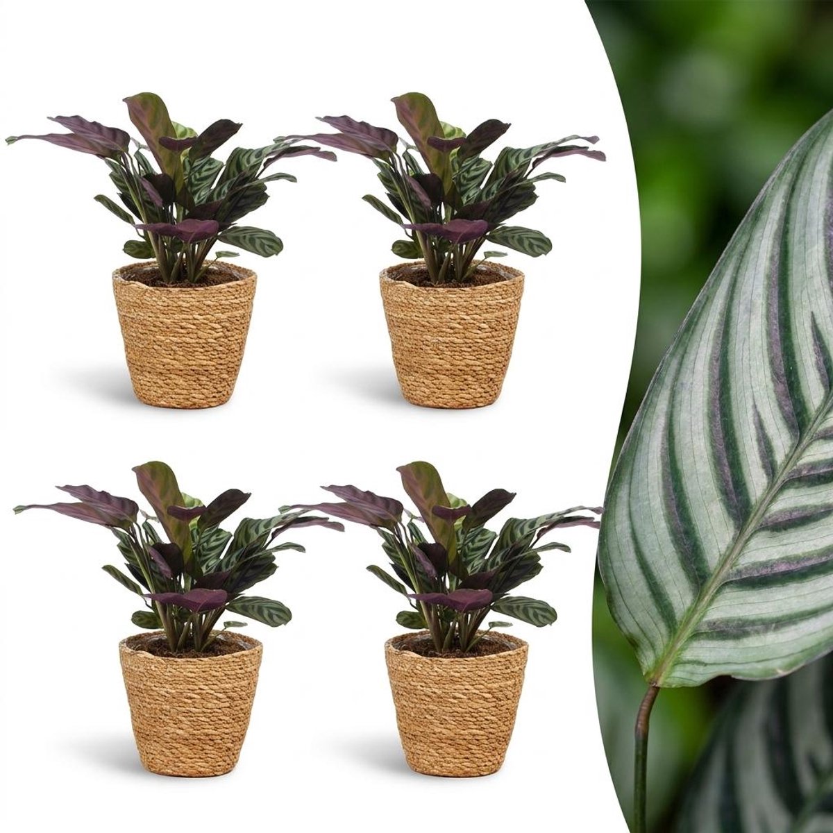 Plantenboetiek.nl | Ctenanthe Burle Marxii - Visgraatplant - 4 Planten - met Mand - Ø12cm - 30cm hoog