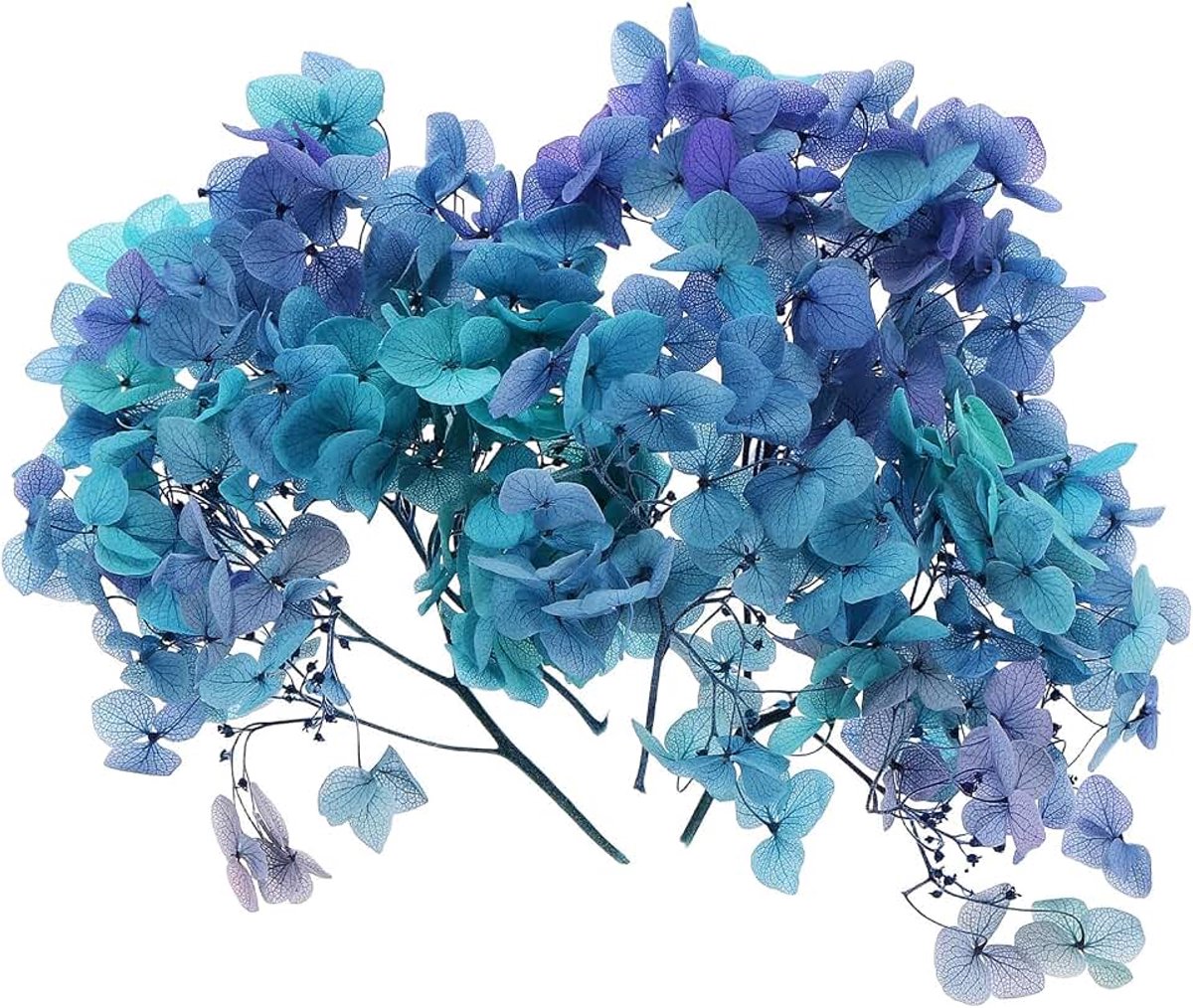 Gedroogde hortensia bloem, 10 g natuurlijke geperste bloemen echte hortensia's bloemblaadjes voor doe-het-zelf hars ambachten kaart bloemen cadeau kaars maken decor, gradiënt blauw paars