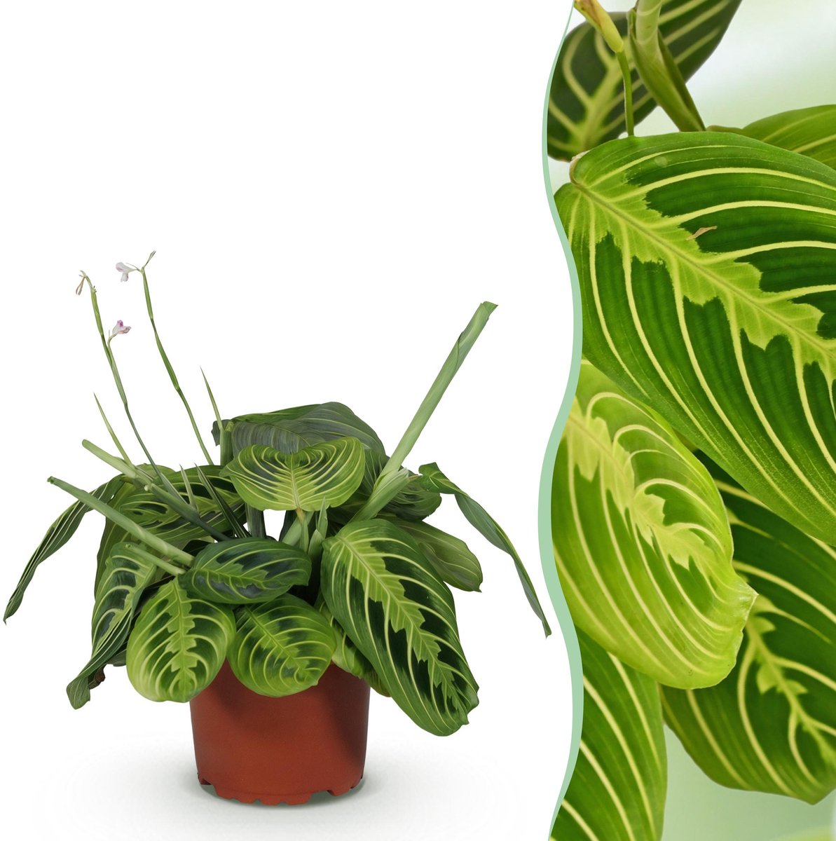 Plantenboetiek.nl | Maranta Fascinator Lemon Lime - Gebedsplant - Huisdiervriendelijke Plant - Groen - Ø12cm - 25cm hoog - Kamerplant - Groenblijvend